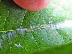 Phaecasiophora niveiguttana