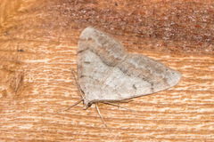 Macaria loricaria