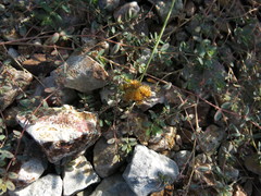 Dactyloctenium radulans