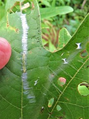 Phaecasiophora niveiguttana