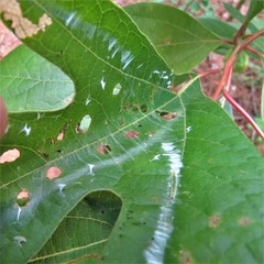 Phaecasiophora niveiguttana