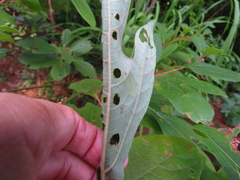 Phaecasiophora niveiguttana