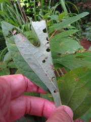 Phaecasiophora niveiguttana