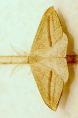 Chlorerythra rubriplaga