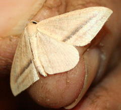 Chlorerythra rubriplaga