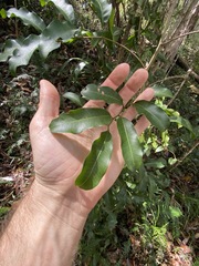 Cupaniopsis parvifolia