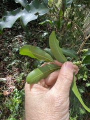 Cupaniopsis parvifolia