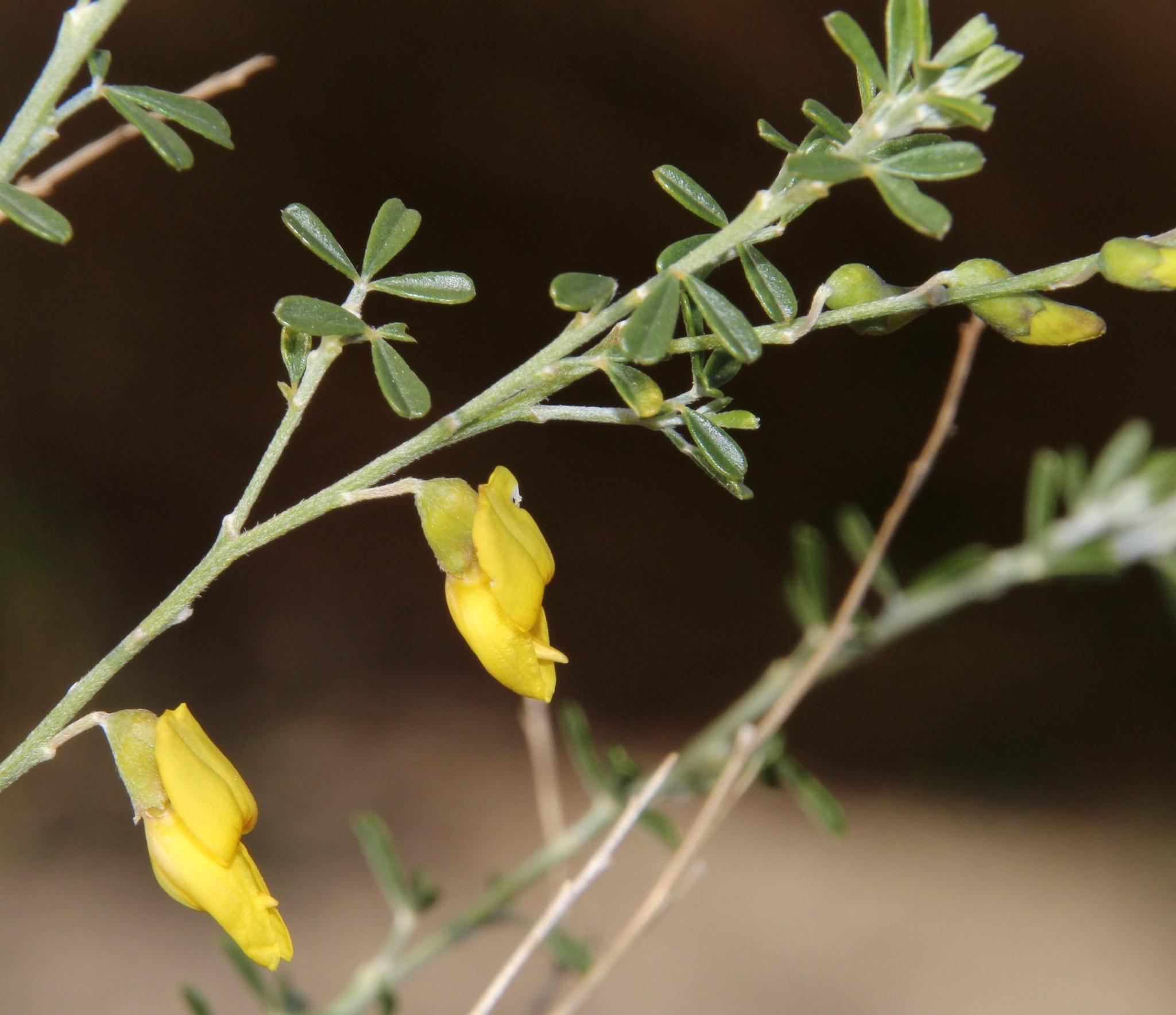 Wiborgia obcordata