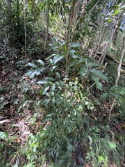 Cupaniopsis parvifolia