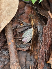 Eriochilus collinus collinus