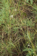 Allium clathratum