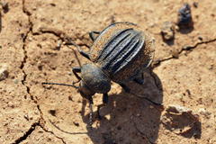 Somaticus