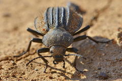 Somaticus