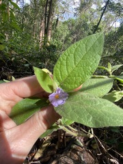 Solanum densevestitum