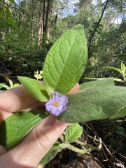 Solanum densevestitum