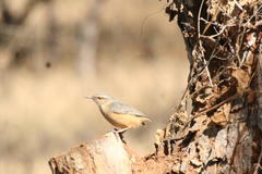 Sylvietta rufescens flecki