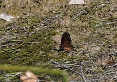 Limenitis archippus obsoleta