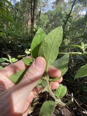 Solanum densevestitum