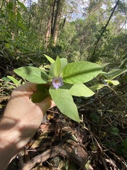 Solanum densevestitum