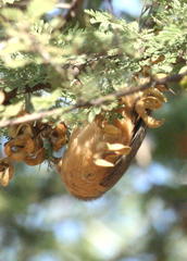 Sylvietta rufescens flecki