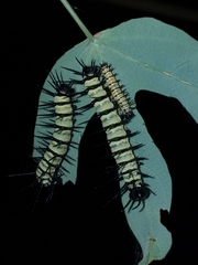 Heliconius xanthocles