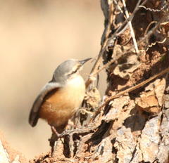 Sylvietta rufescens flecki