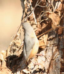 Sylvietta rufescens flecki