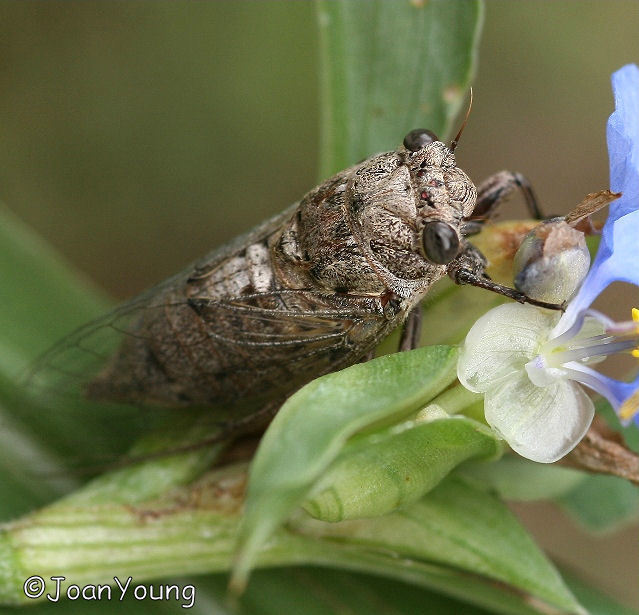 Smoothfront Widehead Cicadas
