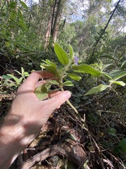 Solanum densevestitum