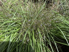 Dianella brevicaulis