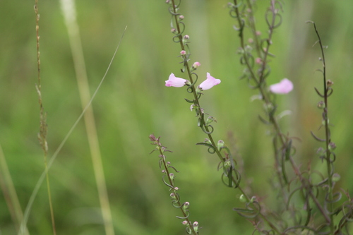 Image of Micrargeria Wightii (Micrargeria wightii) by no rights reserved