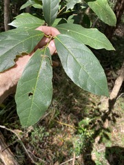 Ficus fraseri