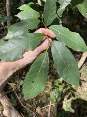 Ficus fraseri