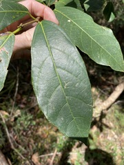 Ficus fraseri