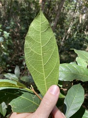 Ficus fraseri