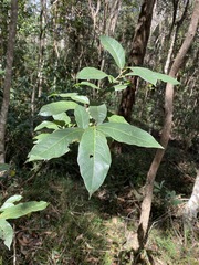 Ficus fraseri