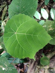 Macaranga griffithiana