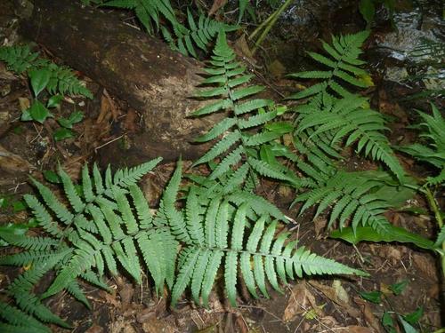 Deparia japonica iNat (2)