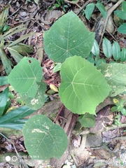 Macaranga griffithiana