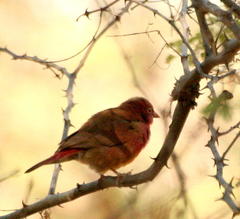 Lagonosticta senegala rendalli