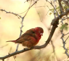 Lagonosticta senegala rendalli