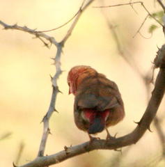 Lagonosticta senegala rendalli