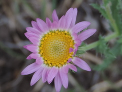 Xanthisma gymnocephalum