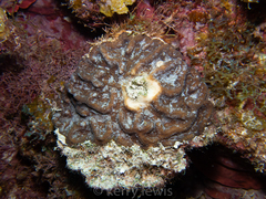 Mycetophyllia