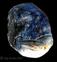 Sparodon durbanensis