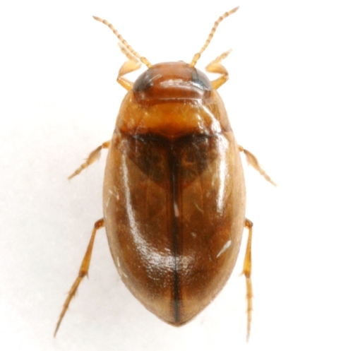 Pond Predaceous Diving Beetle