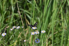 Chlosyne lacinia crocale