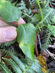 Vincetoxicum paniculatum