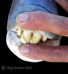 Sparodon durbanensis