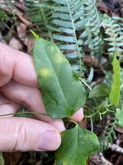 Vincetoxicum paniculatum